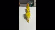 temp