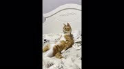 temp
