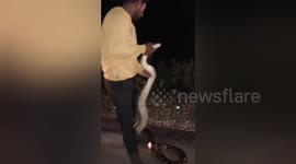 Massive Python Spotted on Road! Heroic Snake Catcher Saves the Day in Maharajganj