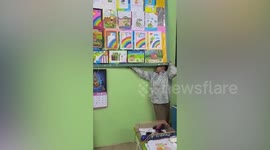 Fearless schoolboy becomes class favourite for catching geckos