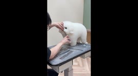 Meet Milk, the cloud-like pooch who loves getting his haircut and has millions of fans online