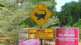 Malaysia: Timun River, the destination for Blue  shrimp, lobster, (Udang Galah Sepit Biru).