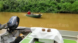 Malaysia: Timun River, the destination for Blue  shrimp, lobster, (Udang Galah Sepit Biru).