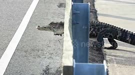 US: Alligator crossing the causeway at Huntington Beach State Park
