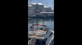 Whale surfaces at Cape Town harbour in 'rare and magical' encounter