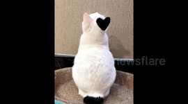 White cat goes viral thanks to heart-shaped patch of black fur on head