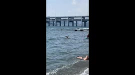 Relaxed deer chills in the sea in front of beachgoers in China
