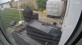 Runaway Greenhouse: London Wind Lifts Structure Over Fence!