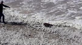 Storm driven sea foam entertains a joy-full dog, Fistral Bay, Cornwall, UK