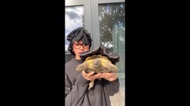 Shelly the tortoise charms TikTok in matching bonnet — 29.2K views and counting
