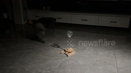 The Fun of Having a Cat