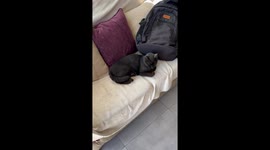 Dusty cat leaves cloud of dirt after being petted in Colonia Benítez, Chaco, Argentina