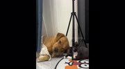 temp