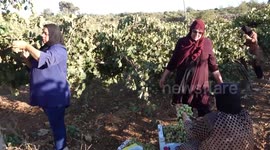 Palestinian farmers in Hebron cultivate land as resistance to settlement expansion