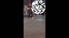 Little Legs Becomes Crucial Cause