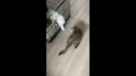 Scuffle Between Rabbit and Cat
