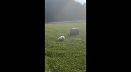 #Ralphlovespenelope Ralph gets distracted then cries wait for me!!