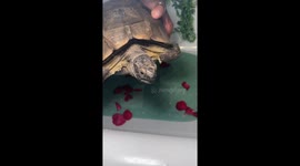 Tortoise bathing in rose petals