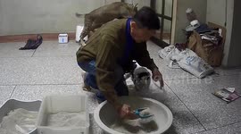 Playful pet cat jumps on father's back while he cleans litter box