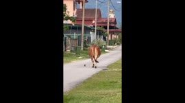 A Cow and a Bird Walking Together