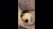 temp