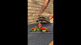 Today’s snack for Shelly the Tortoise