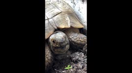 Tortoise thinks she’s super approachable