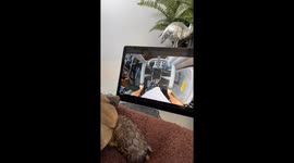 Tortoise the toxic queen