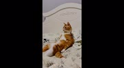 temp