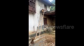 Dog effortlessly climbs up and down ladder to keep watch from roof