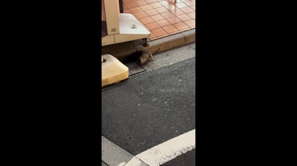 Rats wrestle on the street in Tokyo, Japan - Buy, Sell or Upload Video ...