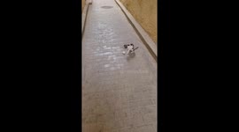 Stray kitten playing football in the old Medina of Fez, Morocco
