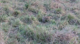 In the Masaai Mara we saw a serval kitten playing with a mouse. It seemed to be having a lot of fun.