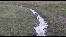 In the Masaai Mara Reserve one day we saw two young servals that were very curious about our truck and we were able to get  some great footage.