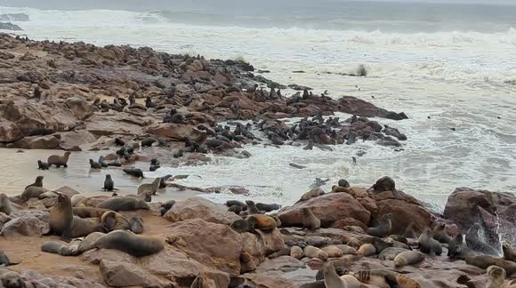 A sea of seals - Cape fur seals at Cape Cross in Namibia - the only resident seal in Namibia.
