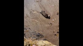 Baby Otter Found on the Central Coast