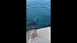 Heartwarming Cape Fur Seal with baby swim up to us in Hout Bay, South Africa