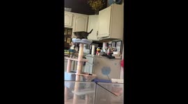 Kitten Jailbreak! Witness This Flying Feline's Amazing Escape!