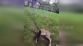 US: Deer Rescued From Soccer Net In High Cull Area