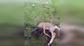 Deer Freed From Soccer Net In High-Risk Area