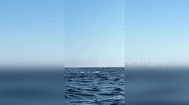 US: Two Giant Sperm Whales Thrill Newport Beach Crew