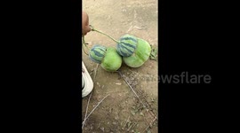 Chinese farmer shocked as she discovers one-a-million 'fusion melons'