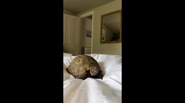 Tortoise laying in the bed doing nothing.