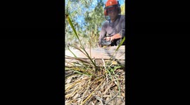 'Get off!' Man about to use chainsaw is attacked by defensive kookaburra