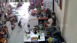 Shopkeeper terrified as monitor lizard runs across floor