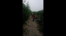 Boy falls backward while pulling corn stalk in Xinjiang, China