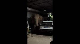 Elephant enters garage and damages car in Yunnan