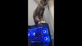 Cat teases owner by reaching for PC restart button in Hubei, China