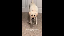 Sadie the Labrador goes viral with “you steal it, you wear it” rule after goggles heist