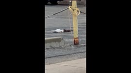 Mink spotted dragging seagull through Traverse City construction site, stuns onlookers